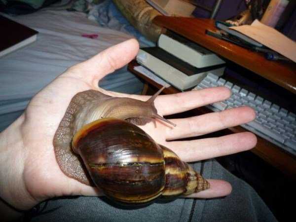 Ainda bem que não sou um caracol giant_snails_07-600x450