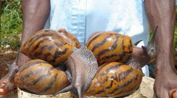 Ainda bem que não sou um caracol giant_snails_09-600x333