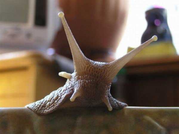 Ainda bem que não sou um caracol giant_snails_11-600x449