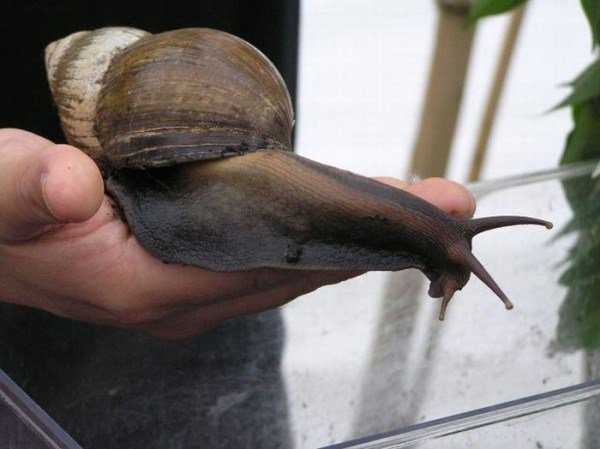 Ainda bem que não sou um caracol giant_snails_12-600x449