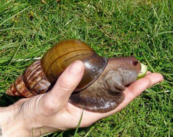 Ainda bem que não sou um caracol giant_snails_13-600x476