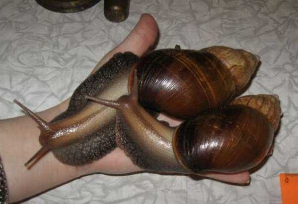 Ainda bem que não sou um caracol giant_snails_14-600x412