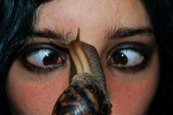 Ainda bem que não sou um caracol giant_snails_16-600x400