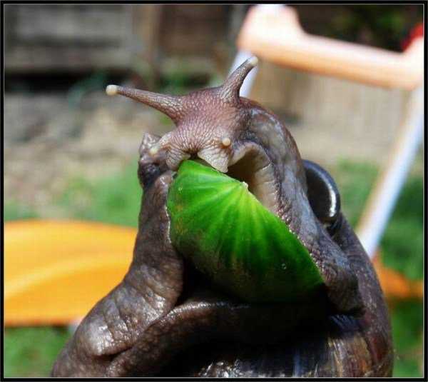 Ainda bem que não sou um caracol giant_snails_17-600x535