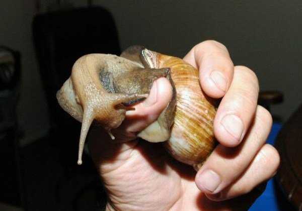 Ainda bem que não sou um caracol giant_snails_18-600x420