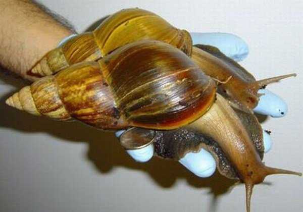 Ainda bem que não sou um caracol giant_snails_20-600x420