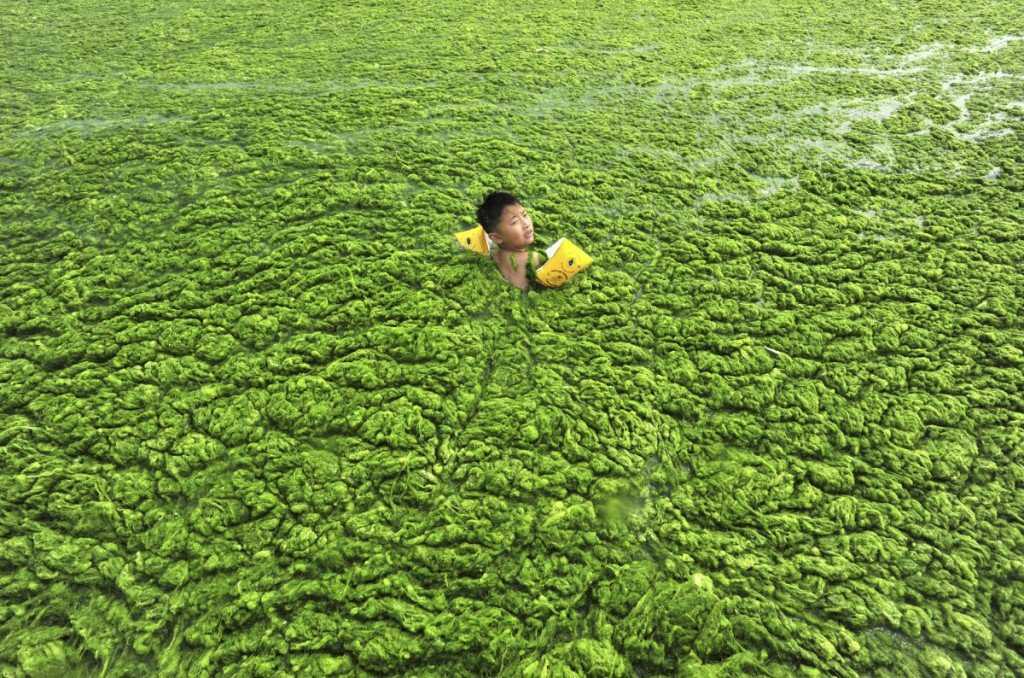 Foto Gump do dia: Ataque das algas verdes na China image (10)