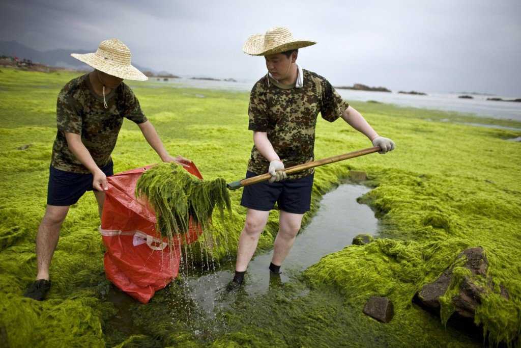 Foto Gump do dia: Ataque das algas verdes na China image (11)
