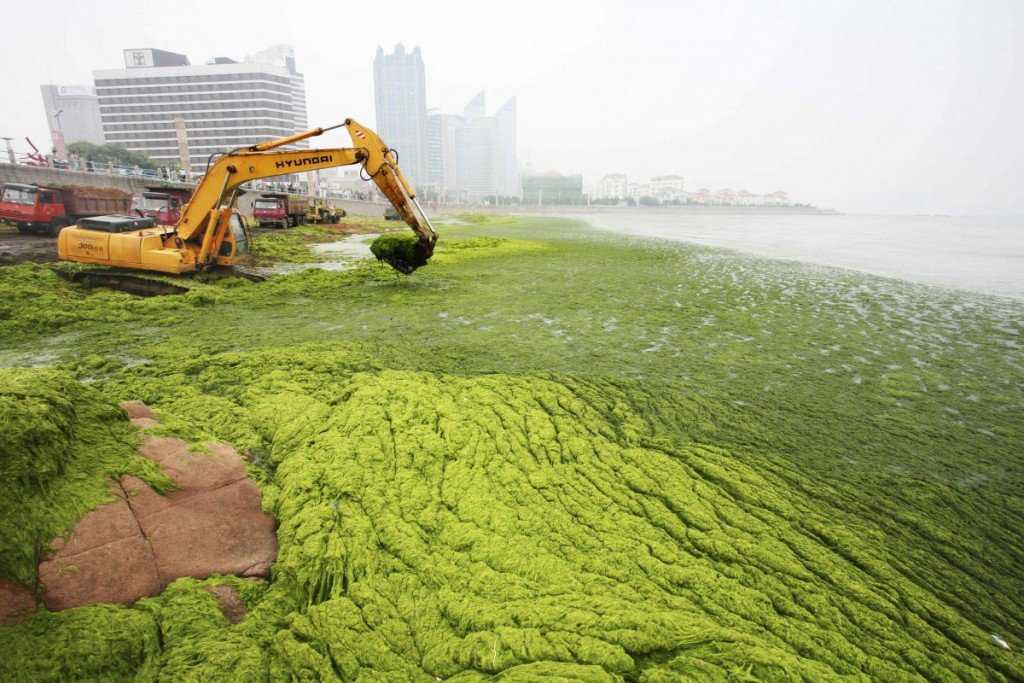 Foto Gump do dia: Ataque das algas verdes na China image (12)