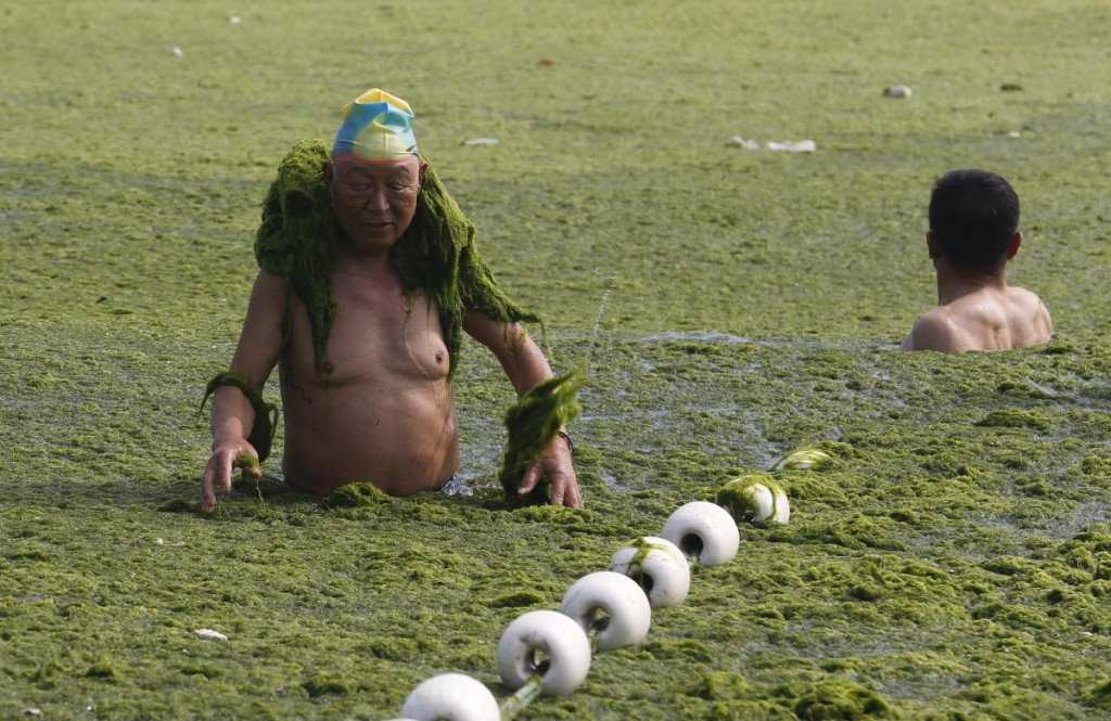 Foto Gump do dia: Ataque das algas verdes na China image (5)