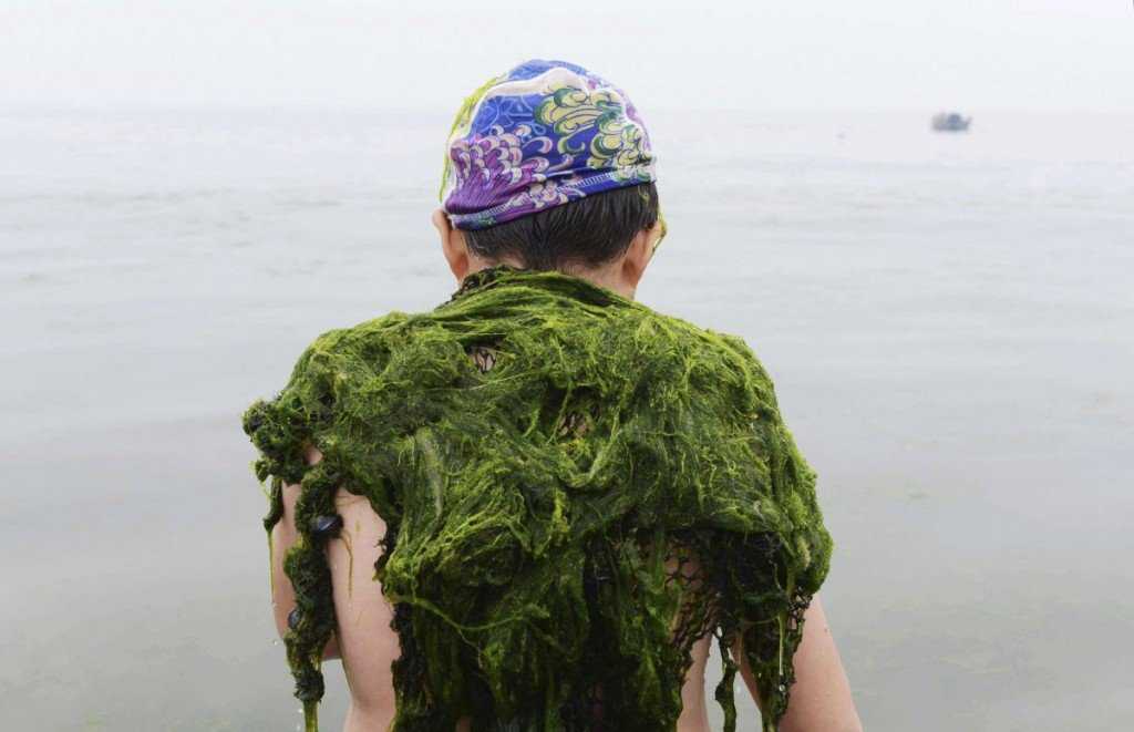 Foto Gump do dia: Ataque das algas verdes na China image (6)