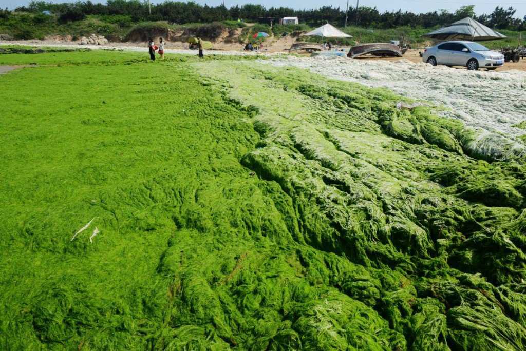 Foto Gump do dia: Ataque das algas verdes na China image (7)
