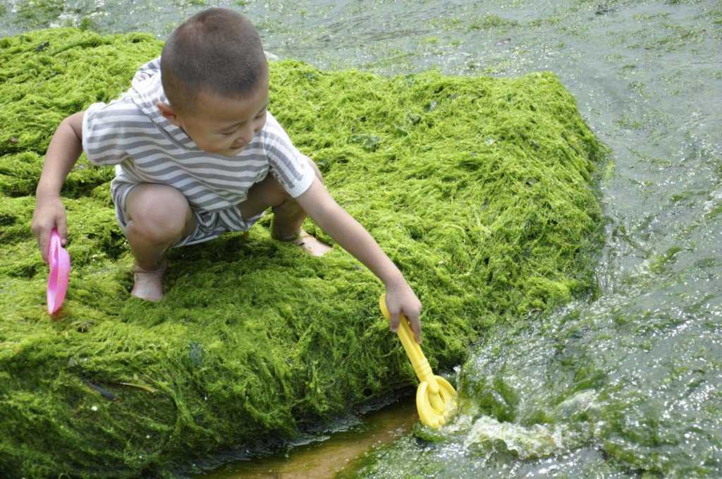 Foto Gump do dia: Ataque das algas verdes na China image (8)