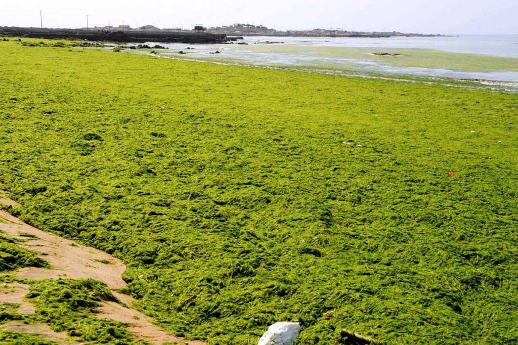 Foto Gump do dia: Ataque das algas verdes na China image (9)