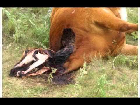 A vaca abduzida por um ufo? img_5786_cattle-mutilation-updates-tdtv