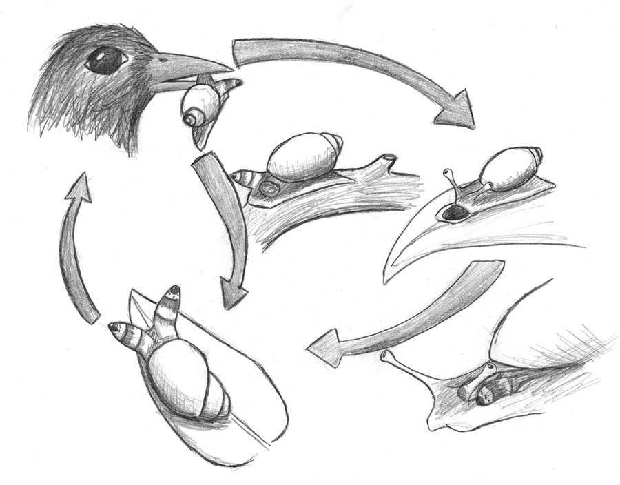 Ainda bem que não sou um caracol leucochloridium_paradoxum_lc_by_ophiguris