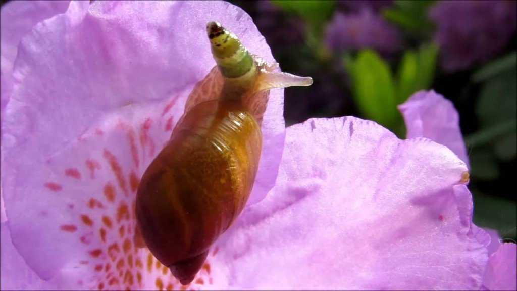 Ainda bem que não sou um caracol maxresdefault (10)