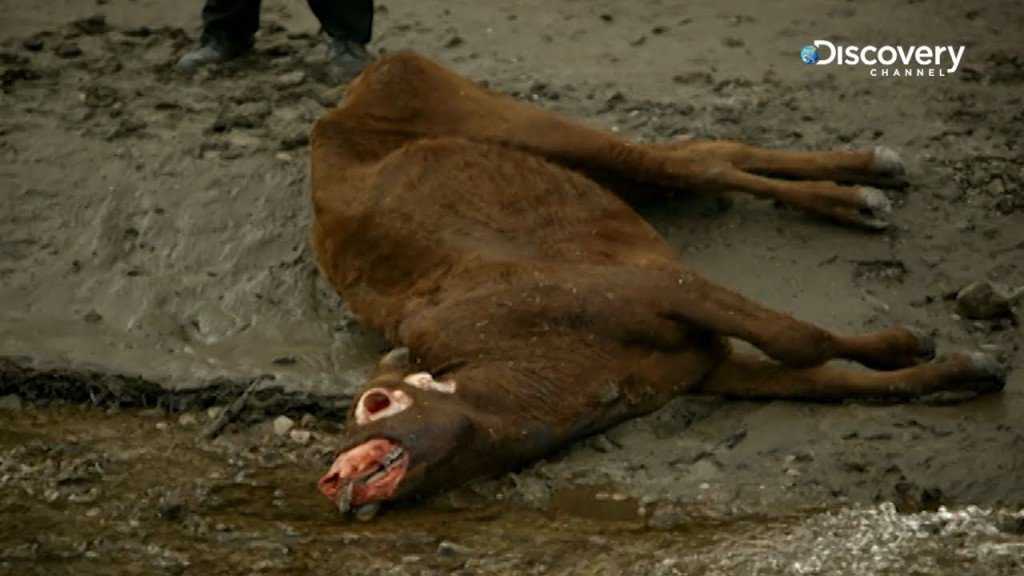 A vaca abduzida por um ufo? maxresdefault (11)