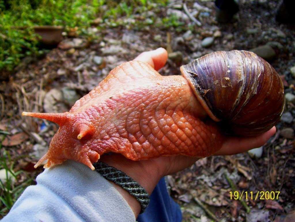 Ainda bem que não sou um caracol maxresdefault (9)
