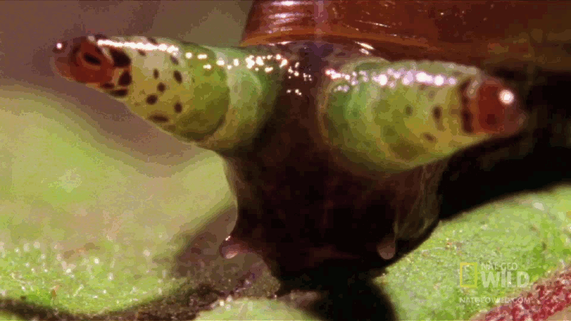 Ainda bem que não sou um caracol pbNlSNC
