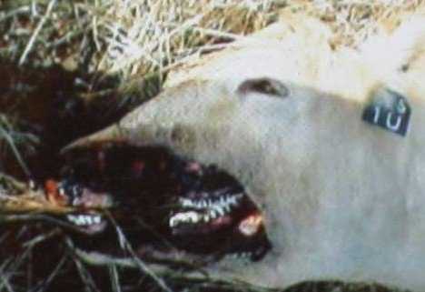 A vaca abduzida por um ufo? r0300259