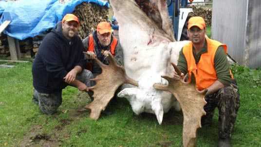 Caçador: O pior do lixo humano sacred-moose-killed-by-visiting-hunters-in-nova-scotia