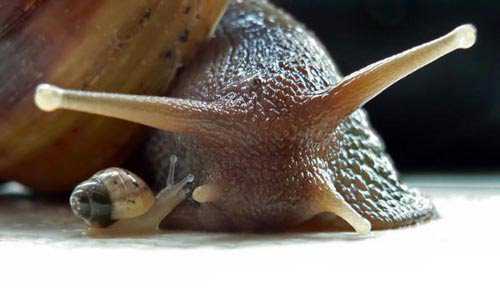 Ainda bem que não sou um caracol snail2