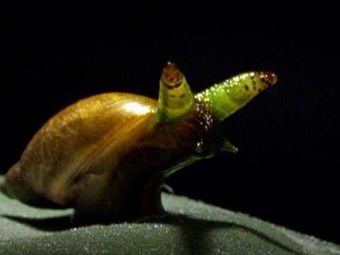 Ainda bem que não sou um caracol snail_zombies_480x360