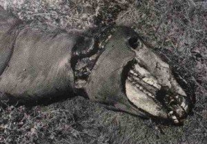A vaca abduzida por um ufo? snippy_mutilata_cavalla_mutilazione-300x209