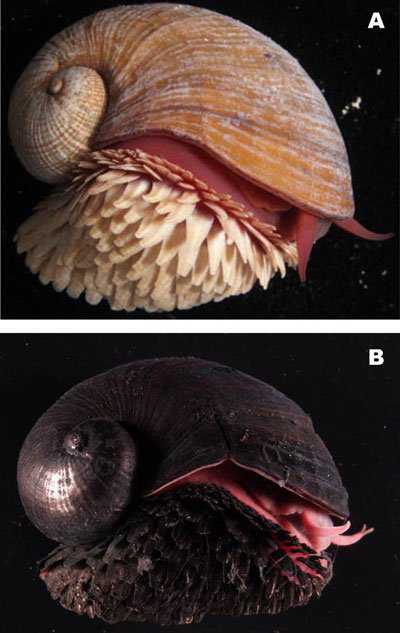 Ainda bem que não sou um caracol tumblr_lxwo4gl0U91qeeqk5o1_5002