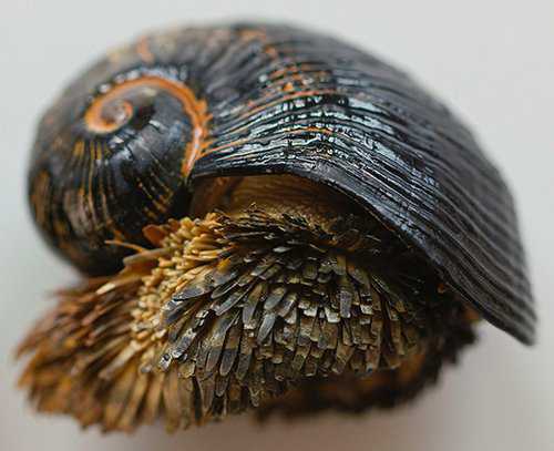 Ainda bem que não sou um caracol Parece até ser de outro planeta!