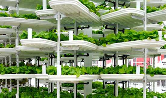 Fazendinha feliz e os ratos do meu pai North-America-First-Vertical-Urban-Farm