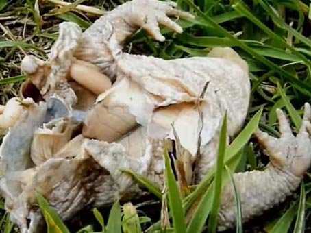 O mistério das rãs que explodiram sapoplop