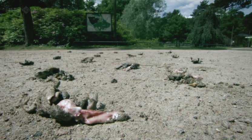 O mistério das rãs que explodiram scale_BBC.Natures.Weirdest.Events.1of2.PDTV_.XviD_.AC3_.MVGroup.org07-24-03