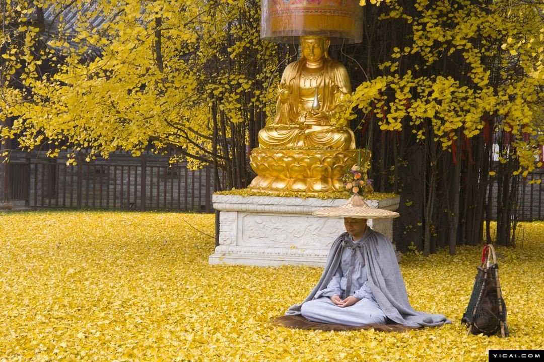 Foto Gump do dia: O esplendor da Árvore de Ouro, na China 0_19db94_ffa9c587_orig