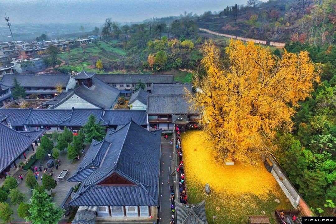 Foto Gump do dia: O esplendor da Árvore de Ouro, na China 0_19db95_2e036211_orig