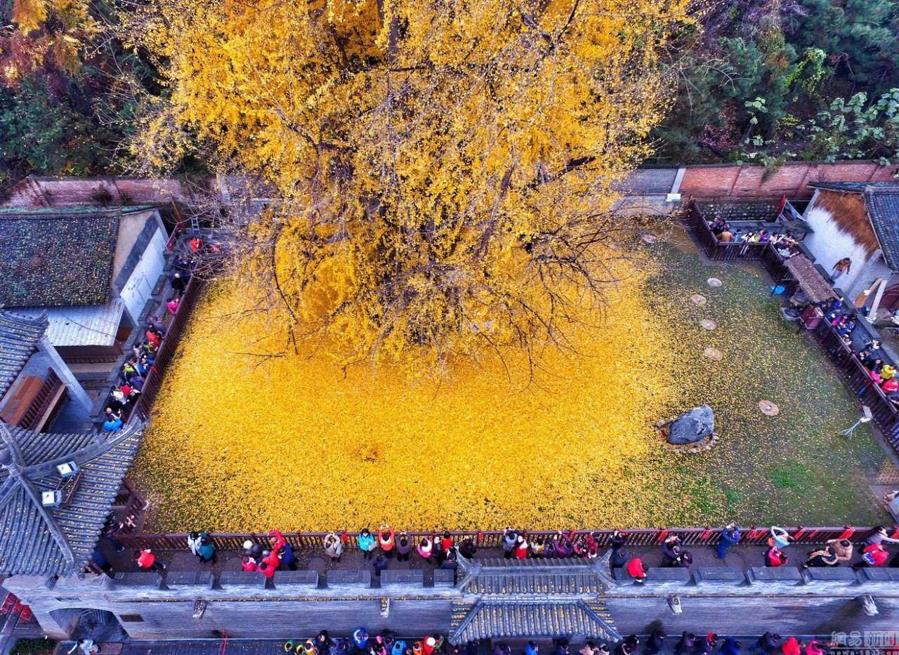 Foto Gump do dia: O esplendor da Árvore de Ouro, na China 0_19db96_1fa62063_orig