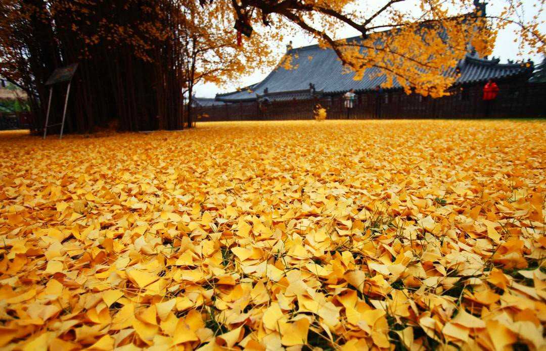 Foto Gump do dia: O esplendor da Árvore de Ouro, na China 0_19db97_676cabb7_orig