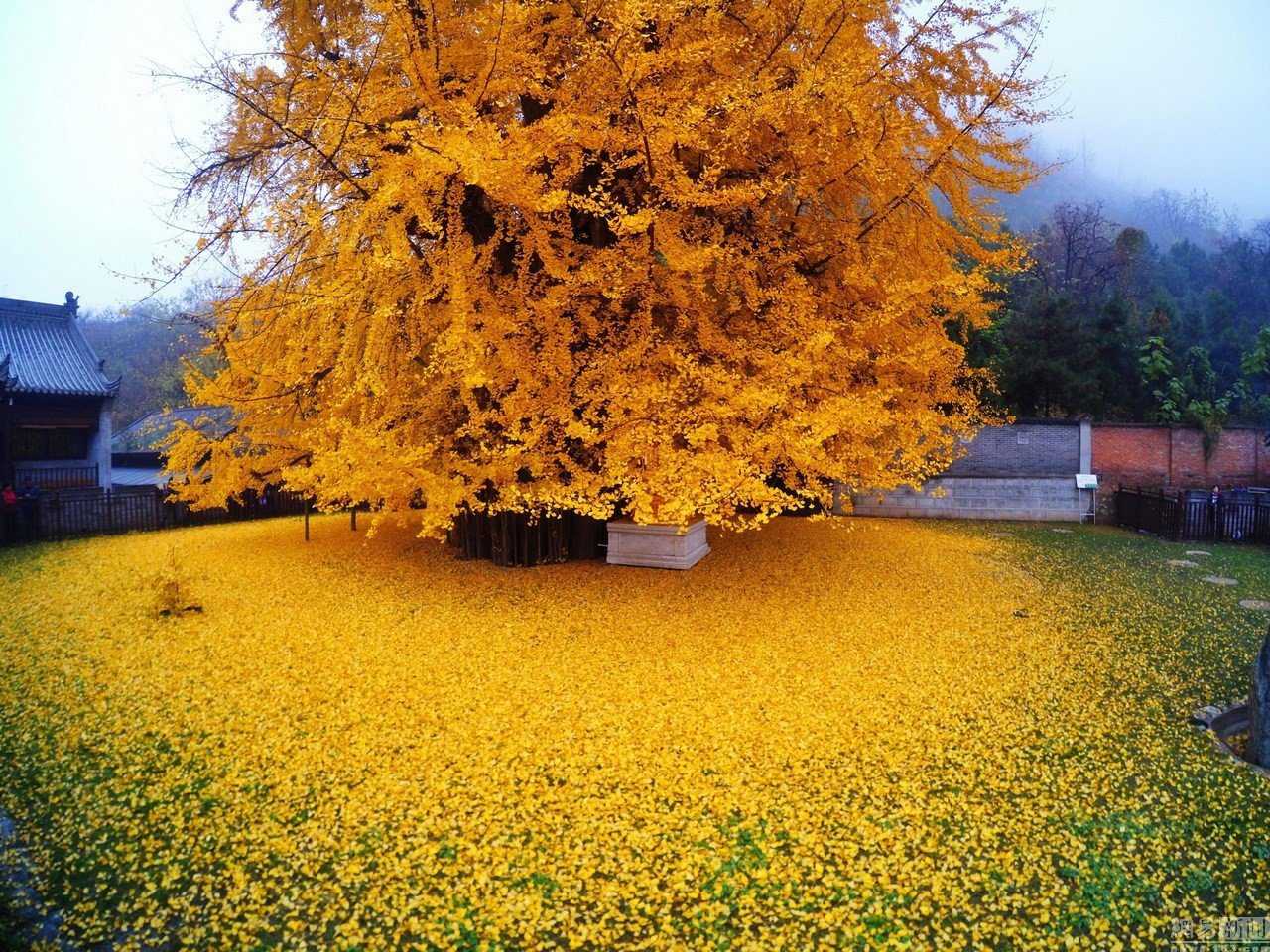 Foto Gump do dia: O esplendor da Árvore de Ouro, na China 0_19db98_39561fc1_orig