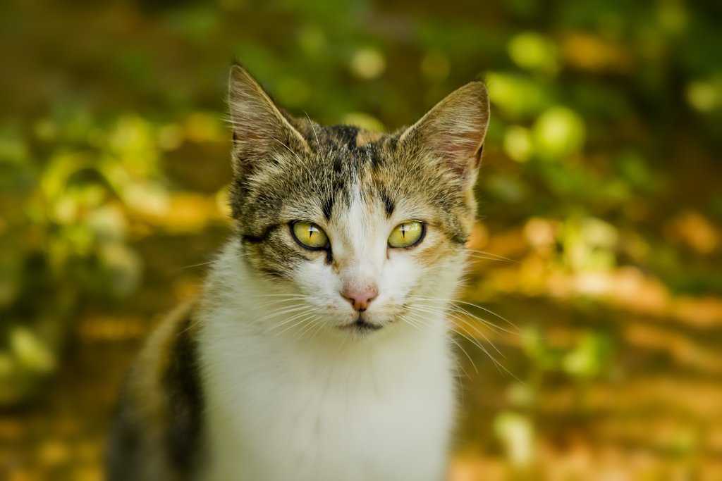 De volta a ativa! Lobisomem, fotos, brinde, o caramba a 4! Gatacloselow