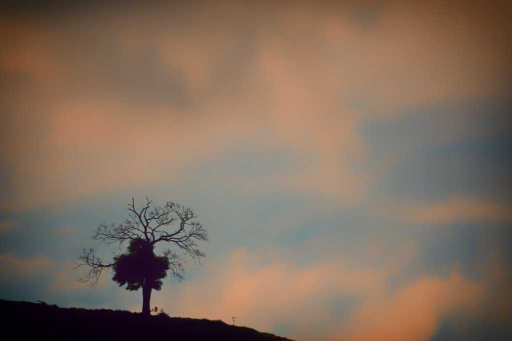 De volta a ativa! Lobisomem, fotos, brinde, o caramba a 4! arvoredamontanha_low
