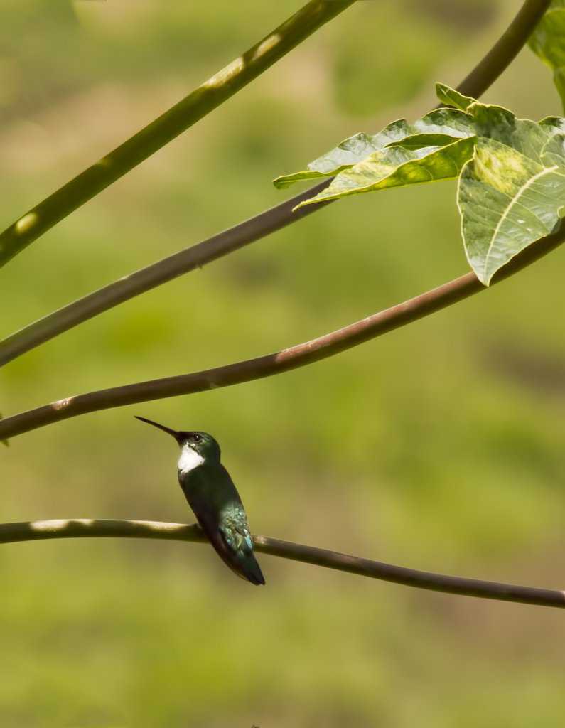 De volta a ativa! Lobisomem, fotos, brinde, o caramba a 4! beijafloremlinhas_low