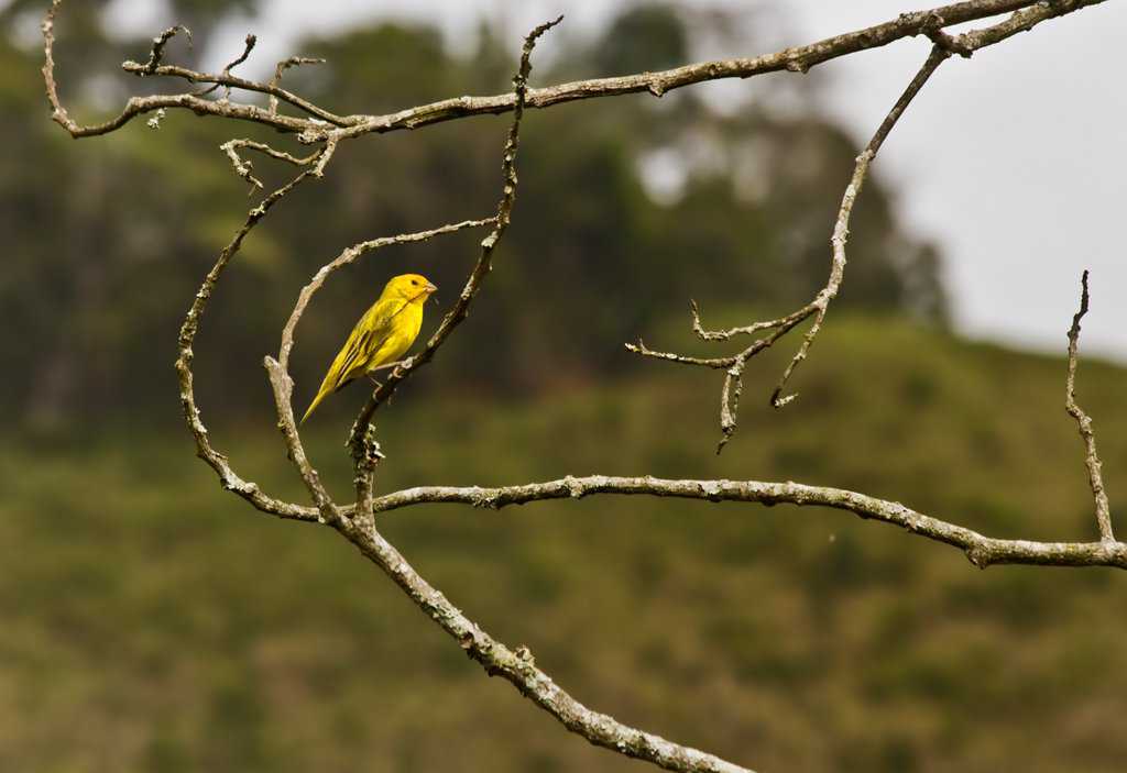 De volta a ativa! Lobisomem, fotos, brinde, o caramba a 4! canarinhonogalho_low
