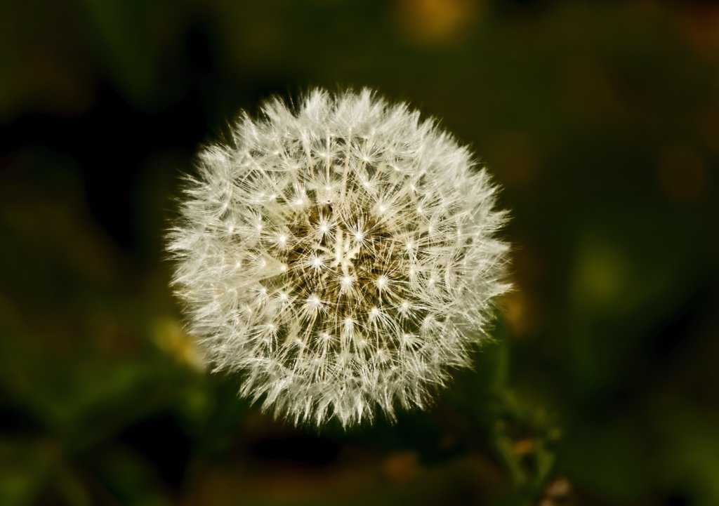 De volta a ativa! Lobisomem, fotos, brinde, o caramba a 4! dandelion_low