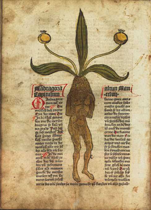 Mão da glória: A bizarra história de uma mão mumificada mandrake plant