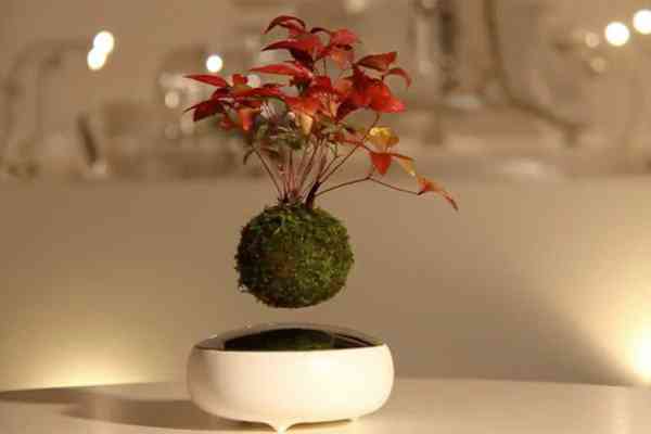 Air Bonsai: O Bonsai que levita Air-Bonsai-600x400