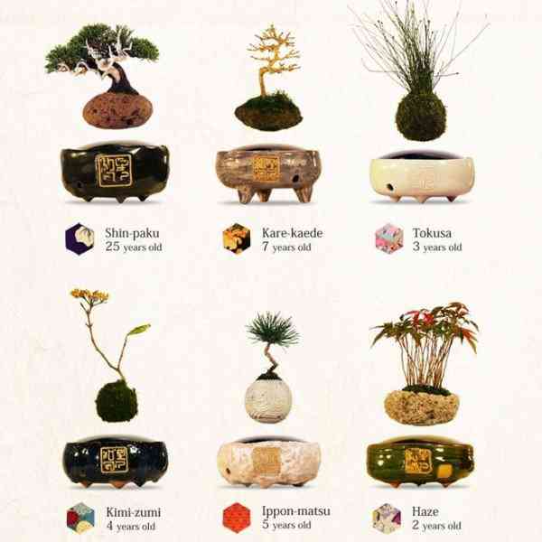 Air Bonsai: O Bonsai que levita Air-Bonsai3-600x600