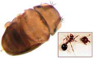 Bicho bizarro: A mosca que decapita formigas World's Tiniest Fly Really Decapitate Ants (1)