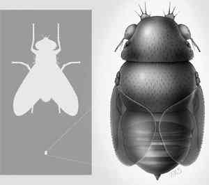 Bicho bizarro: A mosca que decapita formigas World's Tiniest Fly Really Decapitate Ants