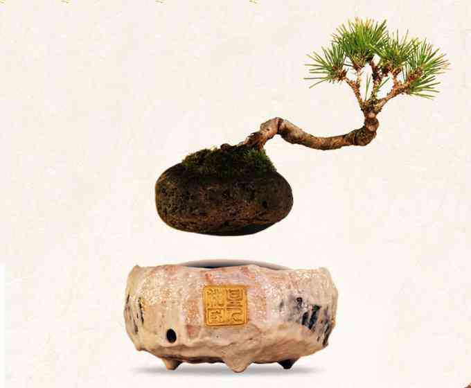 Air Bonsai: O Bonsai que levita airbonsai